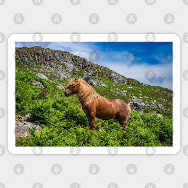 Welsh Mountain Pony Magnet by Adrian Evans Photography